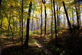 forest healing adalah